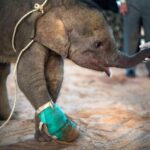 Baby elephant rescued after being shot in the shoulder while leg caught in trap | Thaiger