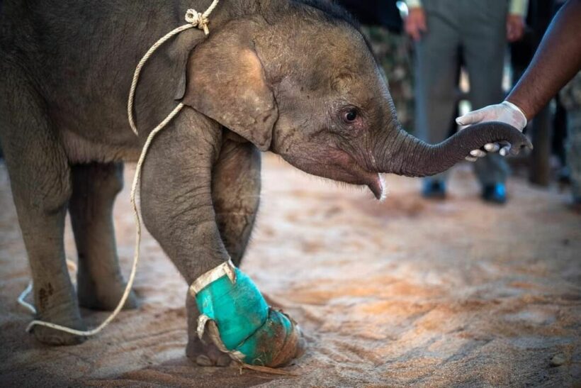 Baby elephant rescued after being shot in the shoulder while leg caught in trap