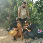 Soi Dog Foundation warns of dangers of sheltering amid distemper outbreak on Koh Kood | Thaiger