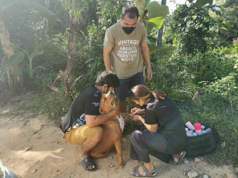 Soi Dog Foundation warns of dangers of sheltering amid distemper outbreak on Koh Kood