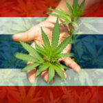 Plan to land Thai cannabis on UNESCO intangible cultural heritage list | Thaiger