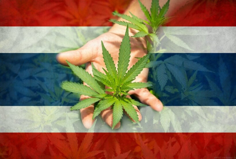 Plan to land Thai cannabis on UNESCO intangible cultural heritage list