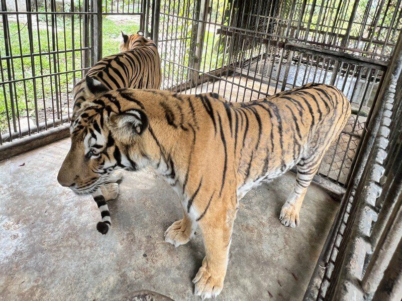 WFFT plans record 11 tigers rescued from Phuket Zoo