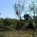 Pilot seriously injured in F-5 fighter jet crash in Lop Buri | Thaiger