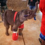 Fah Sai, a baby elephant, recovering after she was shot 10 times | Thaiger