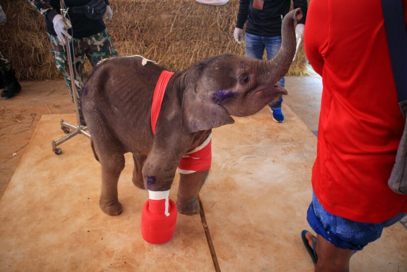 Fah Sai, a baby elephant, recovering after she was shot 10 times