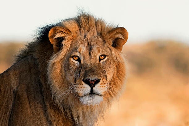 Two lions escaped at Singapore’s Changi Airport facility while being loaded aboard