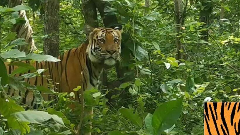 Wildlife officials search for Bengal tiger roaming across three provinces