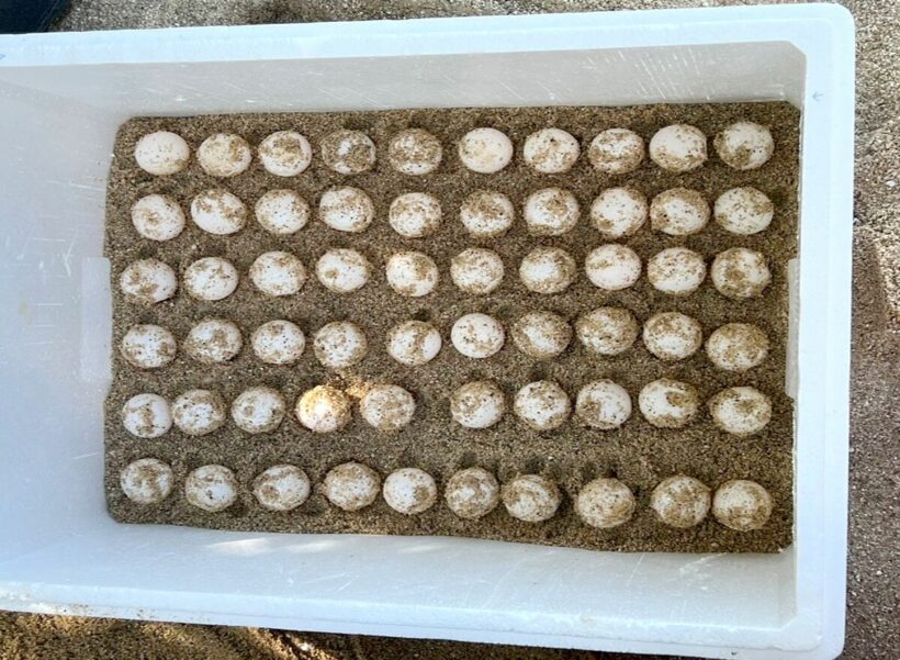 First of the year: Green sea turtle lays 125 eggs in Phuket