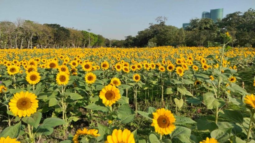 Bangkok is blooming: Flora Festival takes over several public parks until July