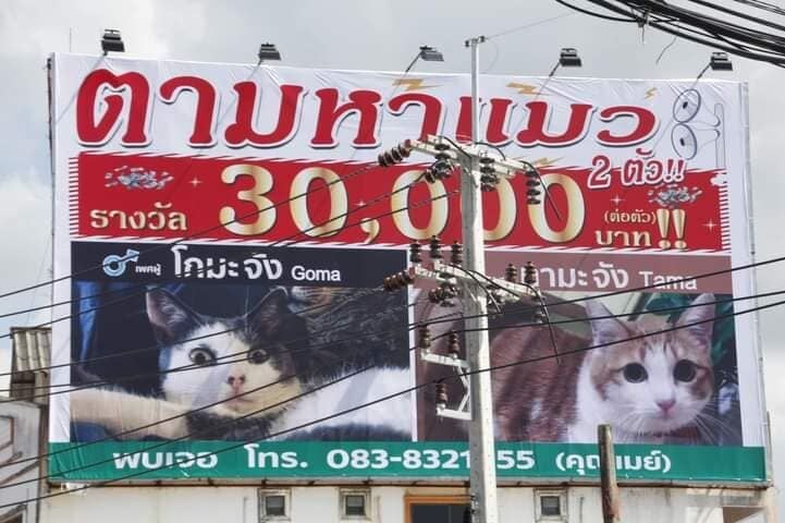 Woman puts up billboard in Phuket to find missing cats, 30,000 baht reward for each