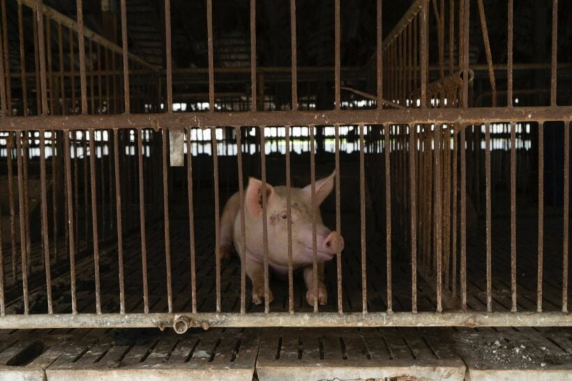 African Swine Fever spreads across Thailand, cases reported in 13 provinces