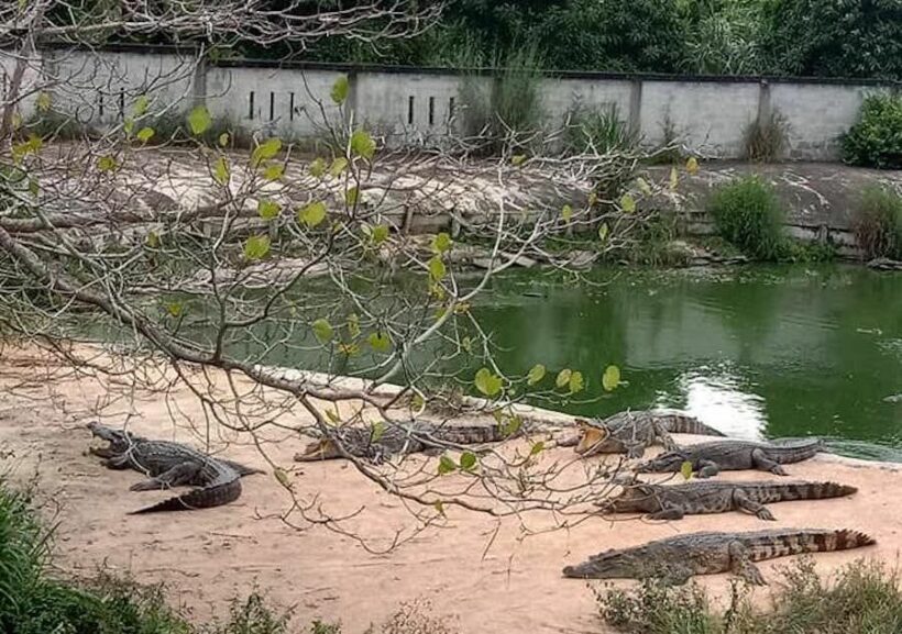 Crocodile farm in Chon Buri urges locals to eat crocodile as pork, chicken prices rise