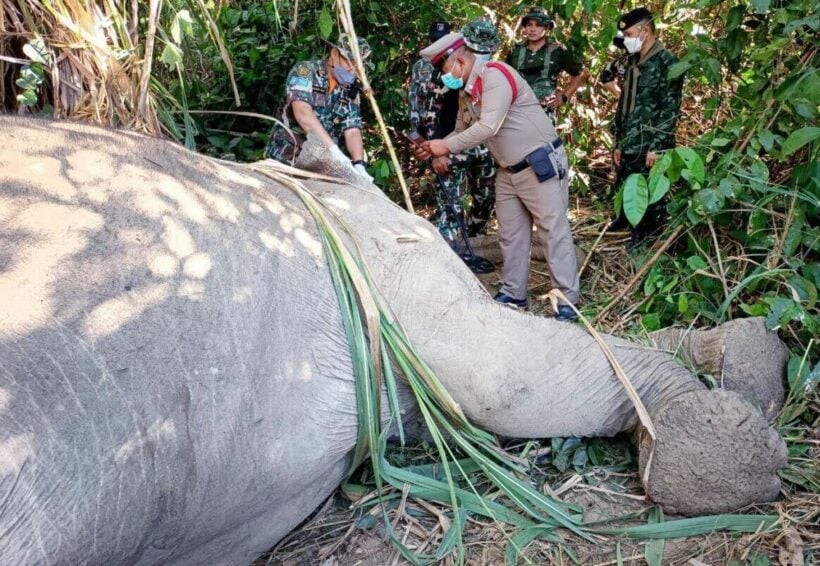 Forensic analysis ordered for elephant killed with 120 bullets