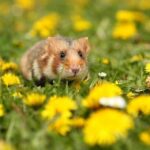 Hong Kong puts down 2,000 hamsters over Covid-19 fear, animal rights activists worried | Thaiger
