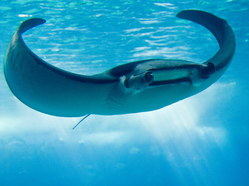 Rok Islands in Trang sees rare sighting of manta rays