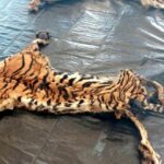 Police doubt the story as 5th suspect in tigers case is arrested | Thaiger