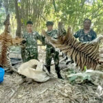 Alibi for 2 tigers killed results in an additional charge for suspects | Thaiger