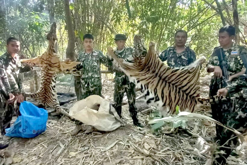 Rangers find camp where poachers grilled the meat of 2 tigers