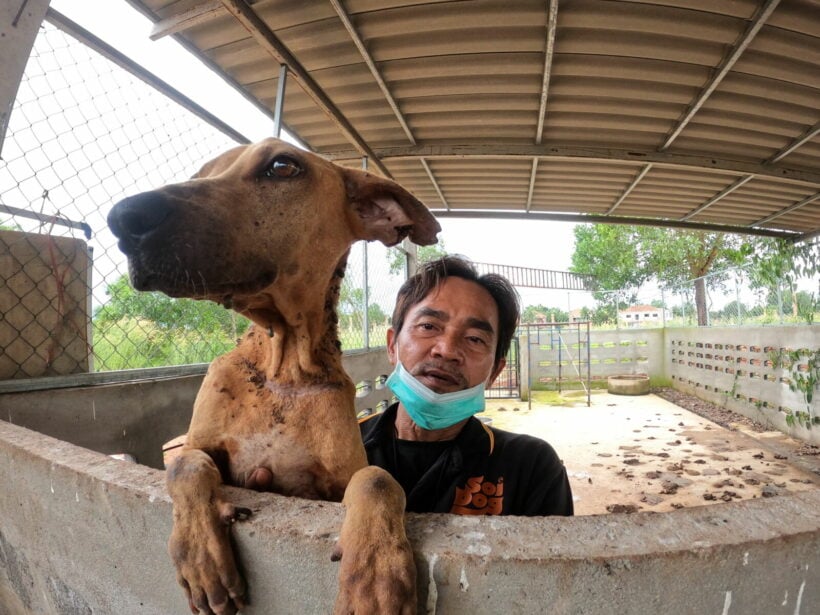 Soi Dog Foundation rescues neglected and dying dogs from illegal Surat Thani shelter | News by Thaiger