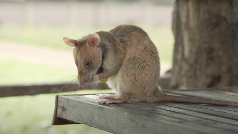 Famous African rat Magawa that tracks down landmines in Cambodia dies