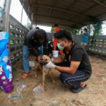 Soi Dog Foundation rescues neglected and dying dogs from illegal Surat Thani shelter | Thaiger