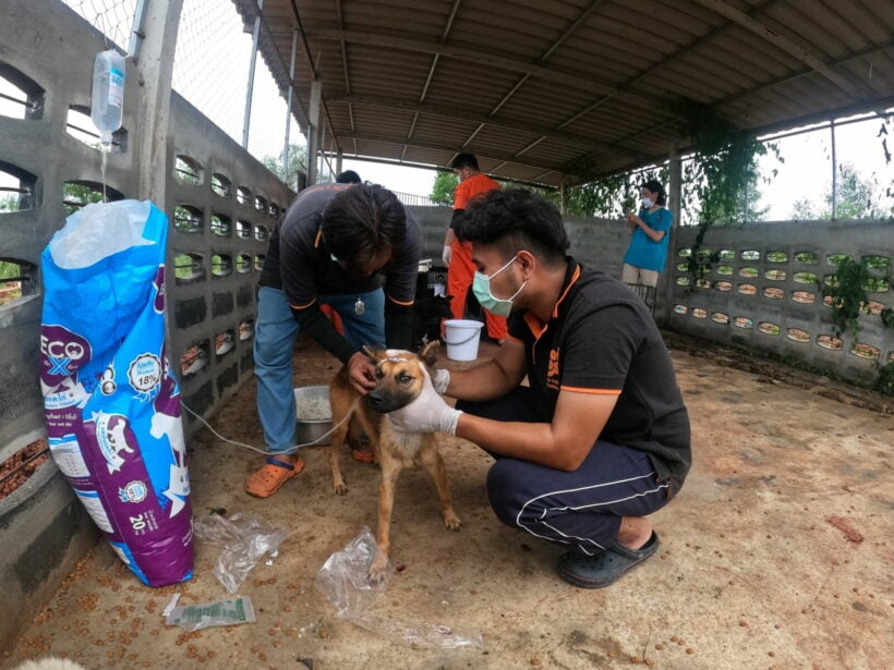 Soi Dog Foundation rescues neglected and dying dogs from illegal Surat  Thani shelter | Thaiger