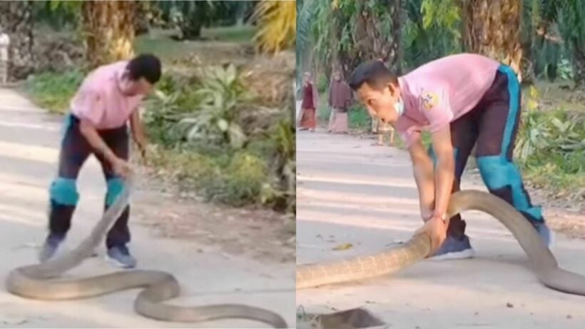 Krabi rescue volunteer catches giant king cobra with bare hands