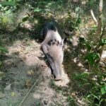 National park officers save wild boar from trap, locals hunt following pork price crisis | Thaiger