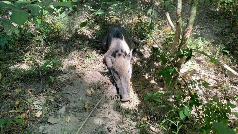 National park officers save wild boar from trap, locals hunt following pork price crisis