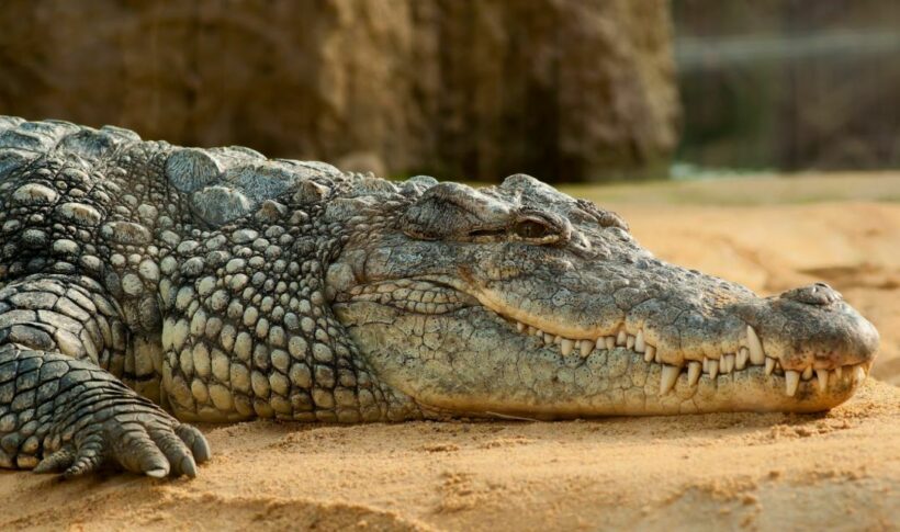 Demand for crocodile meat doubles following rise in pork prices