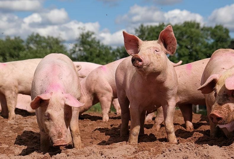 Thailand will raise 12% fewer pigs this year, livestock department says