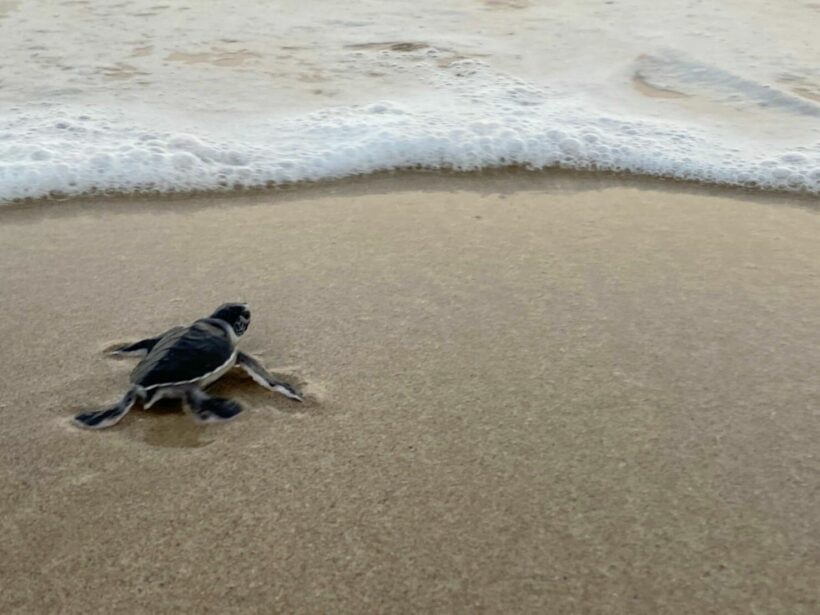 Baby turtles hatch in Phang Nga national park