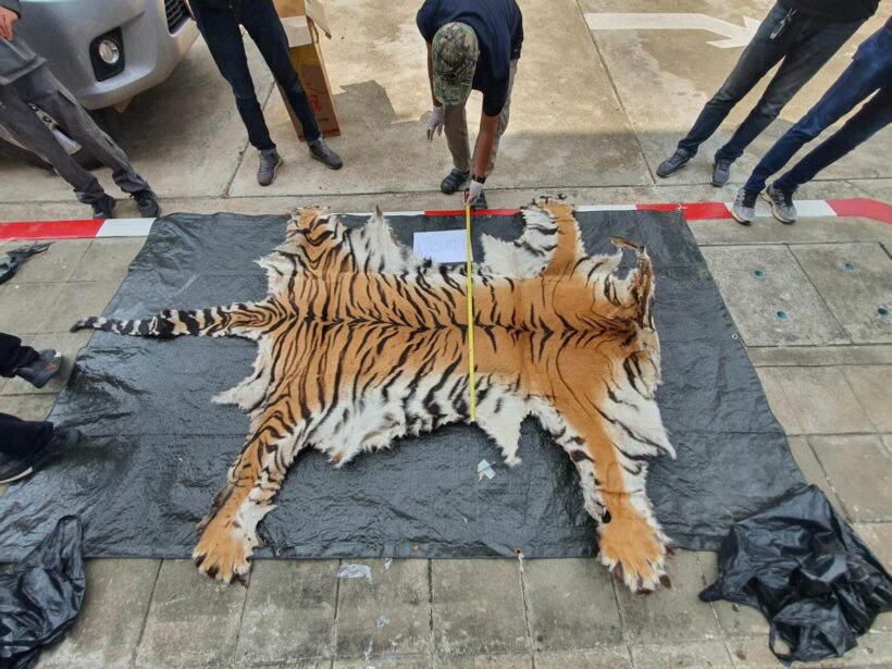 3 men arrested after allegedly selling tiger, leopard skins to undercover police