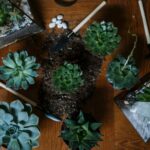 Changes in Covid-19 laws impact house plant sales | Thaiger