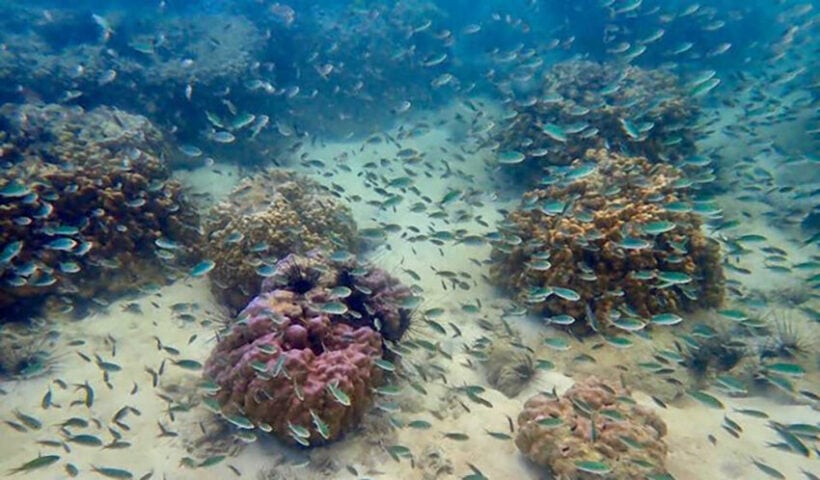 Tourist who sat on endangered reef faces 10 years in prison, up to 1 million baht fine