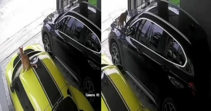 Cat sits on sports car, owner demands 100,000 baht to pay for scratches