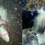 Koh Phi Phi officials say keep sea clean after pregnant shark trapped in hat dies | Thaiger