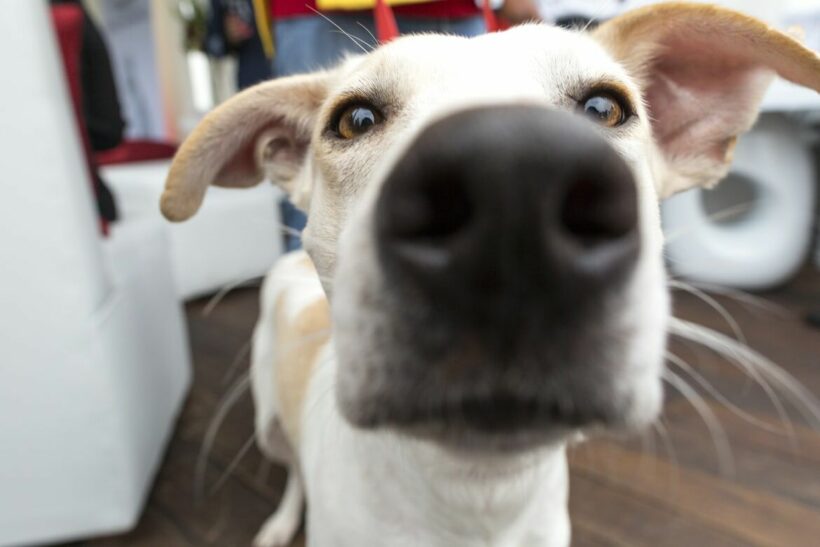 Thai customs officials have dogs sniff for pork at Laos border to prevent smuggling