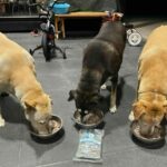 Phuket&#8217;s Soi Dog Foundation to give US$250,000 to Ukrainian pets | Thaiger