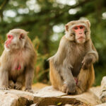 Too much monkey business in Petchaburi, now they&#8217;re getting sterilised | Thaiger