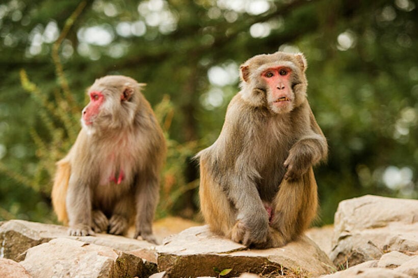 Too much monkey business in Petchaburi, now they’re getting sterilised