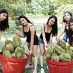Thai durian farmers prepare to face China&#8217;s zero-Covid-19 policy at the border, again | Thaiger