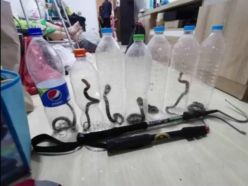 8 cobras invade elderly lady’s home in Central Thailand