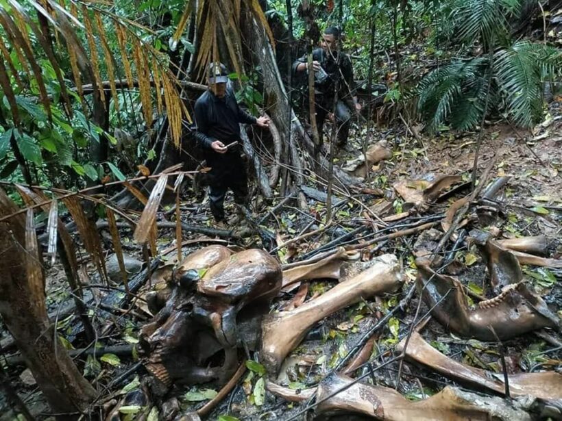 Elephant carcass missing ivory tusks found at Songkhla national park