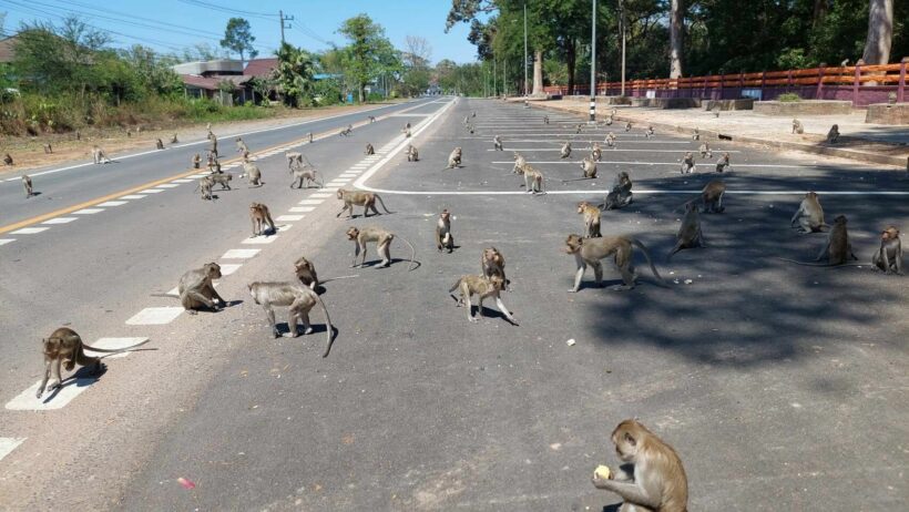 Hungry monkeys overrun Isaan town, raiding homes and roaming in roads