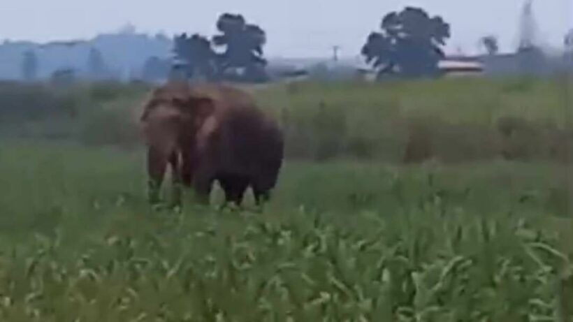 Park officials ordered to detain dangerous elephant after it killed a villager, damaged farms