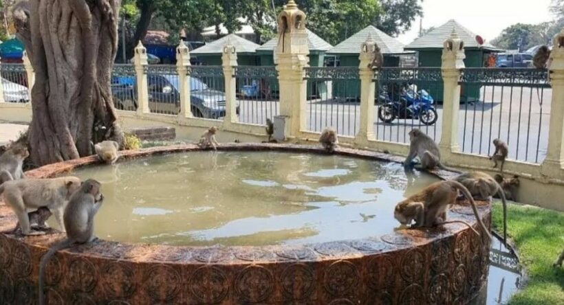 Swimming pools built for monkeys in Lop Buri to prevent aggression from heat