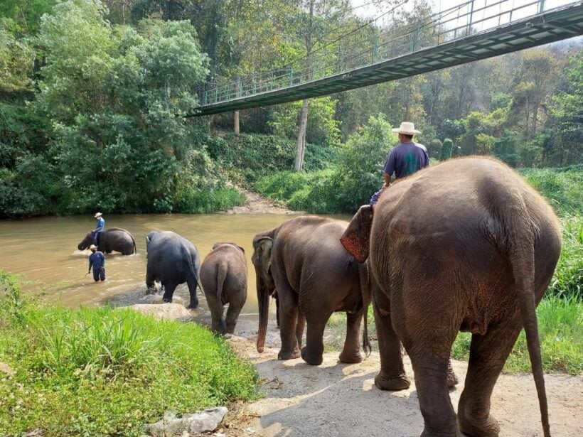 Elephant camp in Chiang Mai put up for sale due to drop in tourists during pandemic