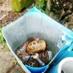 Man caught with endangered tortoise faces charges for hunting in Thailand wildlife sanctuary | Thaiger